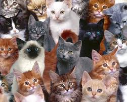 Di sini, kita bisa melihat seekor kucing yang tengah berpose keren di atas pagar di lantai atas suatu gedung. Kucing Wallpaper Kucing Wallpaper 5194935 Fanpop