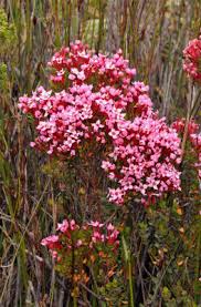 Image result for Penaeaceae