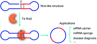 (biochemistry) any of a group of enzymes that catalyze the binding of two molecules; Rna Ligation Of Very Small Pseudo Nick Structures By T4 Rna Ligase 2 Leading To Efficient Production Of Versatile Rna Rings Rsc Advances Rsc Publishing
