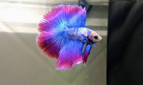 Betta Fish Pretty Boy Https Www Flakefood Com 70052 Betta Fish Pretty Boy 2 Betta Fish Betta Fish