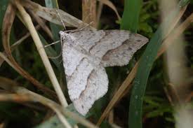 Image result for Mesotype parallelolineata