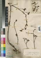 Image result for Cissus cornifolia