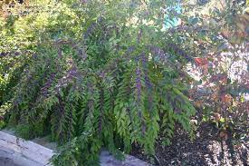 Plantfiles Pictures Purple Beautyberry Japanese Beautyberry Issai Callicarpa Dichotoma 8 By Anniesw Landscaping Plants Landscape Design Front Landscaping