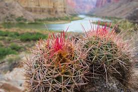 Also called arizona barrel cactus, candy barrel cactus, fishhook barrel cactus, visnage compass, barrel cactus the fruits attract insects and rodents. Usa Arizona Grand Canyon National Park Barrel Cactus And Colorado River N Photographic Print Merrill Images Art Com