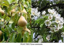 Flowering plants are found in most habitats, from deserts to polar regions, and include species of trees, shrubs, and herbs. Plants Flowers Of Greek Myth 2