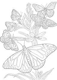 One of the most simple insect to color for your children. Butterfly Coloring Pages For Adults Free Printable Bestappsforkids Com