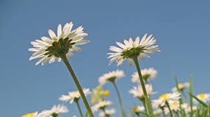 She is a south korean singer under duble kick entertainment. Common Daisy The Wildlife Trusts
