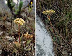 Image result for Plectranthus mandalensis