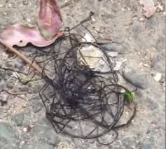 When the dead skin cells combine with oil and pollutants, they create the perfect breeding ground for fungus. This Jumble Of Writhing Sticks Is Actually A Bizarre Parasite Smart News Smithsonian Magazine
