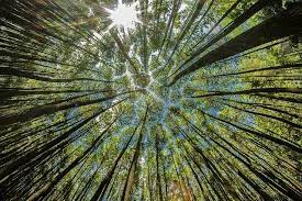 Wallpaper gambar pohon pinus terbaru. Paling Hits 30 Wallpaper Pemandangan Hutan Pinus Pemandangan Alam Kita Wallpaper Pemandangan Hutan Pinus Download Keunikan Di Wallpaper Pine Forest Canopy