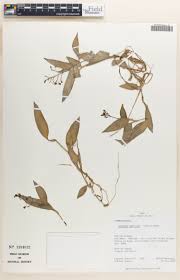Image result for Aneilema umbrosum