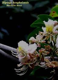 Image result for Hiptage benghalensis