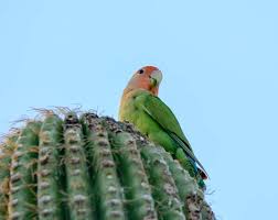 According to the iucn, 31 per cent of cactus species are currently critically threatened with extinction, making them more endangered than mammals and birds. Peach Faced Lovebirds In Phoenix Az Parrots In Cactus Roads Less Traveled