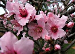 What are the purple trees blooming right now. Flowering Plum Tree Flowering Plum Tree Plum Tree Spring Blooming Trees