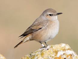 Image result for Hyparrhenia gazensis