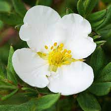 Check spelling or type a new query. Potentilla Abbotswood White Potentilla Hedges Direct