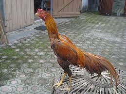 Warna ayam pamangon wido yang bagus. Ini Dia 8 Warna Bulu Ayam Bangkok Aduan Paling Disegani