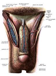 Check spelling or type a new query. Fundiform Ligament Wikiwand