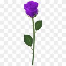Check spelling or type a new query. Purple Rose Png Transparent For Free Download Pngfind