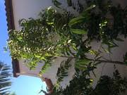 Image result for Pentadiplandra brazzeana