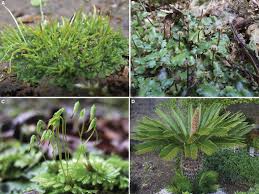 Image result for Fern Green 1977 Renault