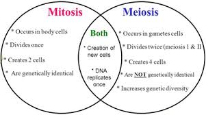 Genetics Midterm Flashcards Quizlet