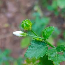 Image result for Hibiscus micranthus