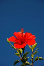 Over 33,567 hibiscus flower pictures to choose from, with no signup needed. Hibiscus Flower Images Free Stock Photos Download 10 860 Free Stock Photos For Commercial Use Format Hd High Resolution Jpg Images
