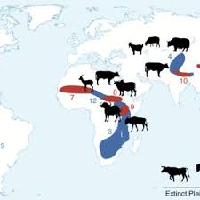Pdf Grazing Animals Drove Domestication Of Grain Crops