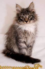 Norskwood Norwegian Forest Cat Norwegian Forest Cat Cats Norwegian Forest