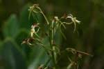 Image result for Habenaria galpinii