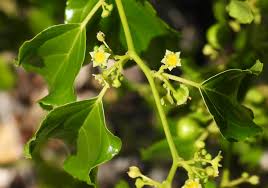 Image result for Colubrina asiatica