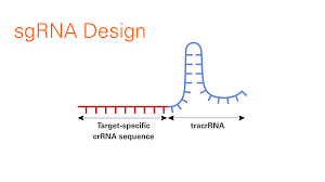 Int converse(int n, const struct pam_message **msg. How To Design Sgrna Sequences