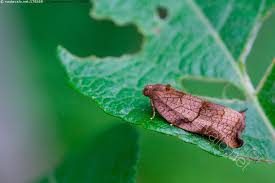 Image result for Archips podanus