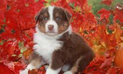 Blue merle australian shepherd puppies for sale ontario. Small Purebred Australian Shepherd For Sale In Eganville Ontario Ads In Ontraio