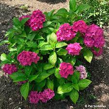 Maybe you would like to learn more about one of these? Pia Hydrangea A Pink Dwarf Hydrangea You Ll Love Garden Sanity By Pet Scribbles