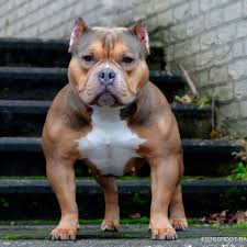 All Black American Bully Xl Pin By Samuel Gonzalez On American Bully Micro Pocket Classic Standard Xl Xxl Bully Dog Pure Breed Dogs Animals