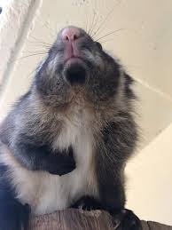 小諸市動物園 公式 on twitter city zoo flying squirrel zoo