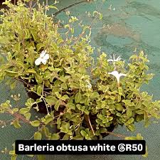 Image result for Barleria galpinii