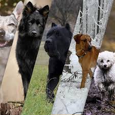 Sheppard software is an online game platform for windows, android, and mac. Dogs Around The World New Dog Breeds From Europe 123pet Software