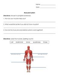 The soleus connects your lower leg bones to your heel, but it also gives your heart some help by pumping blood back towards your head. Muscle Anatomy Test Anatomy Drawing Diagram