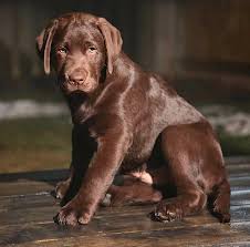 Comment Bien Eduquer Son Chiot Pas A Pas Mois Par Mois Vous Souhaitez Bien Dresser Votre Berger Allemand Plus Vous Chiot Trop Mignon Chiots Labrador Chiot