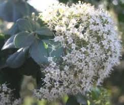 Image result for Nuxia