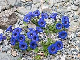 I nomi, le funzioni possono essere visti in numerose foto. Fiori Di Montagna Le Specie Piu Facili Da Coltivare Lombarda Flor