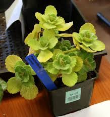 Image result for Coleus caninus