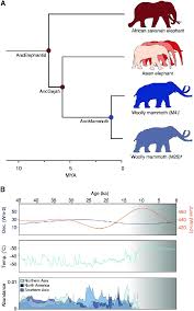 Elephants have a unique body design that makes it hard to confuse them with any other animal in the world. Woolly Mammoth Phylogeny Ecology And Extinction A Phylogenetic Download Scientific Diagram