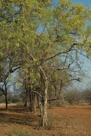 Image result for Combretum apiculatum