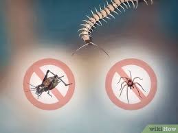 If given the chance, their centipedes are one of the few predators which feed on spiders. How To Get Rid Of Centipedes 10 Steps With Pictures Wikihow