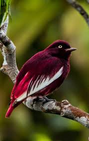 Pompadour Cotinga Photo By Levisluloulolu In 2020 Beautiful Birds World Birds Bird
