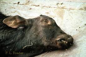 Rinderpest - Foreign Animal Disease Recognition